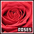 Roses: 
