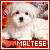 Dogs: Maltese: 